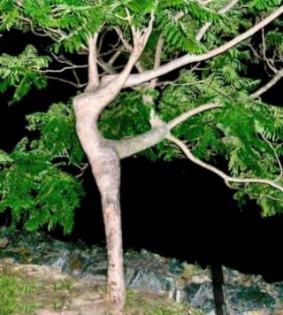 Albero
