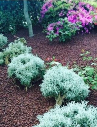 giardino3